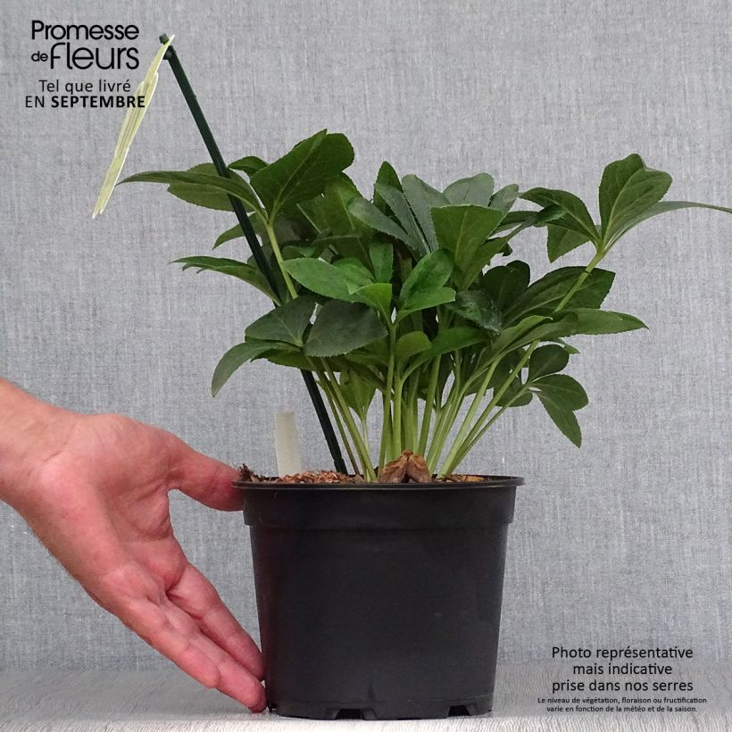 Helleborus hybridus ViV Halina 2L/3L pot sample as delivered in autumn