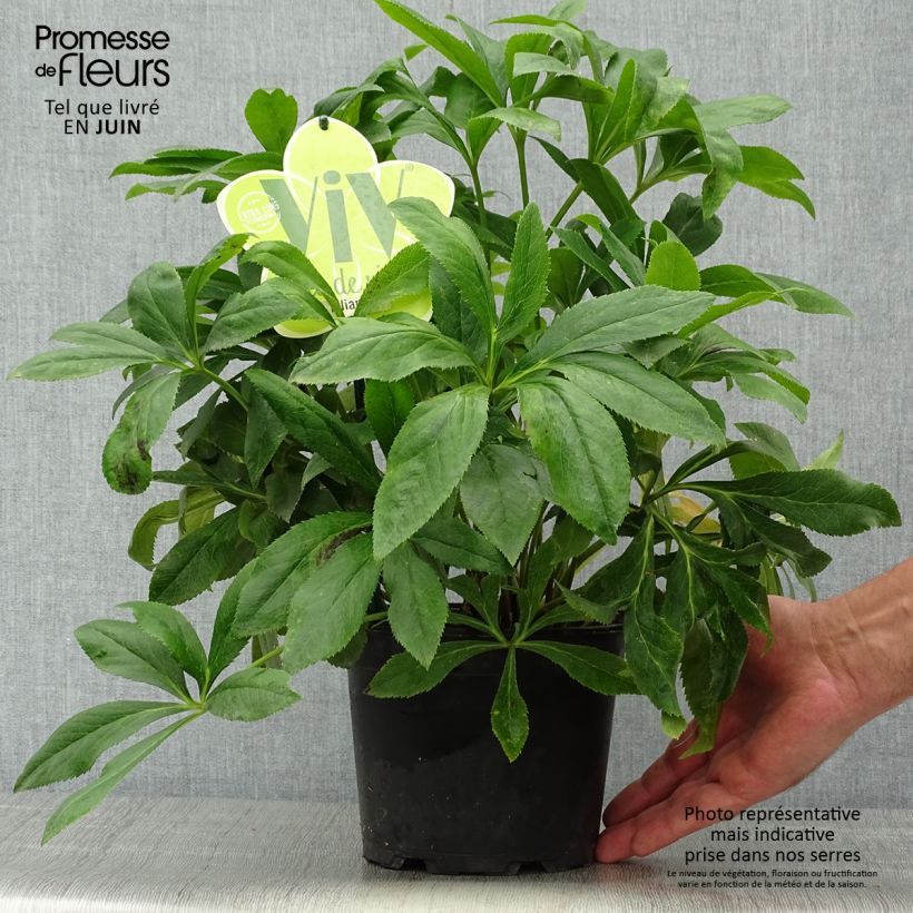 Helleborus hybridus ViV Liliana 2L/3L pot sample as delivered in summer