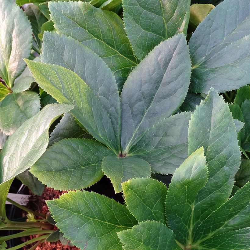 Helleborus hybridus ViV Maeva (Foliage)
