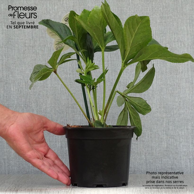 Helleborus hybridus ViV Maeva 2L/3L pot sample as delivered in autumn