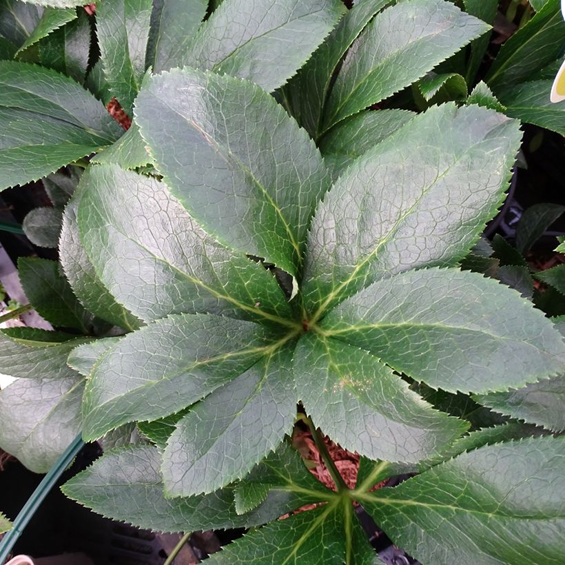 Helleborus hybridus ViV Milana (Foliage)