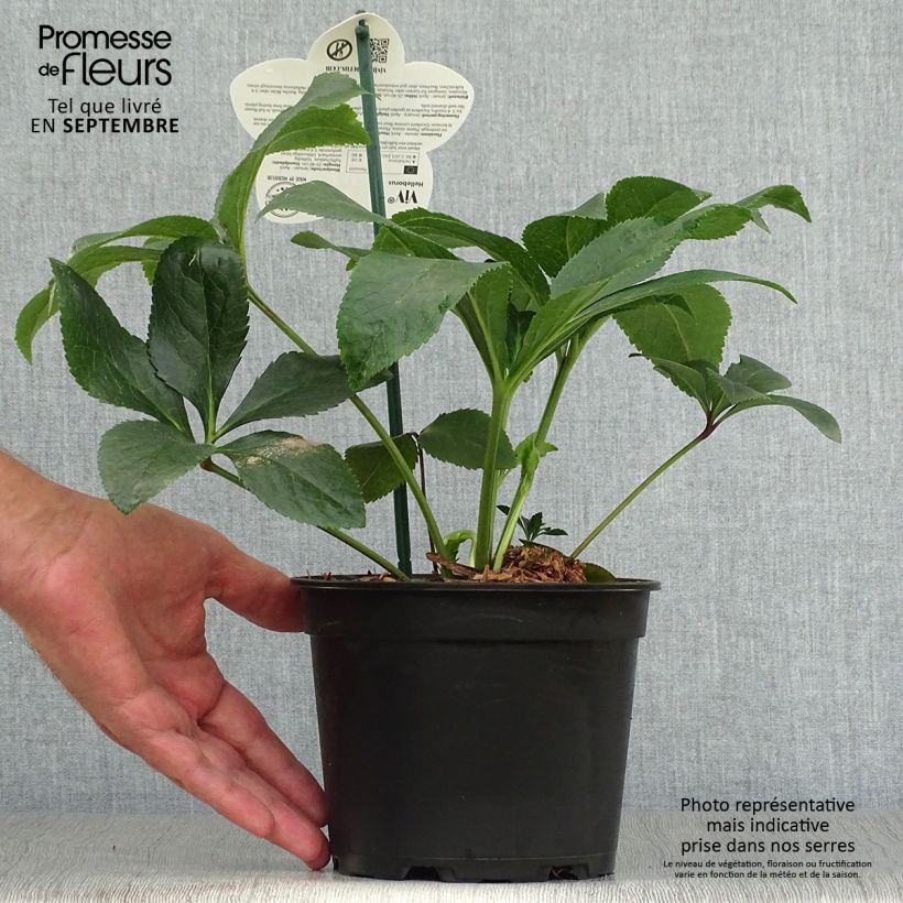 Helleborus hybridus ViV Milana 2L/3L pot sample as delivered in autumn