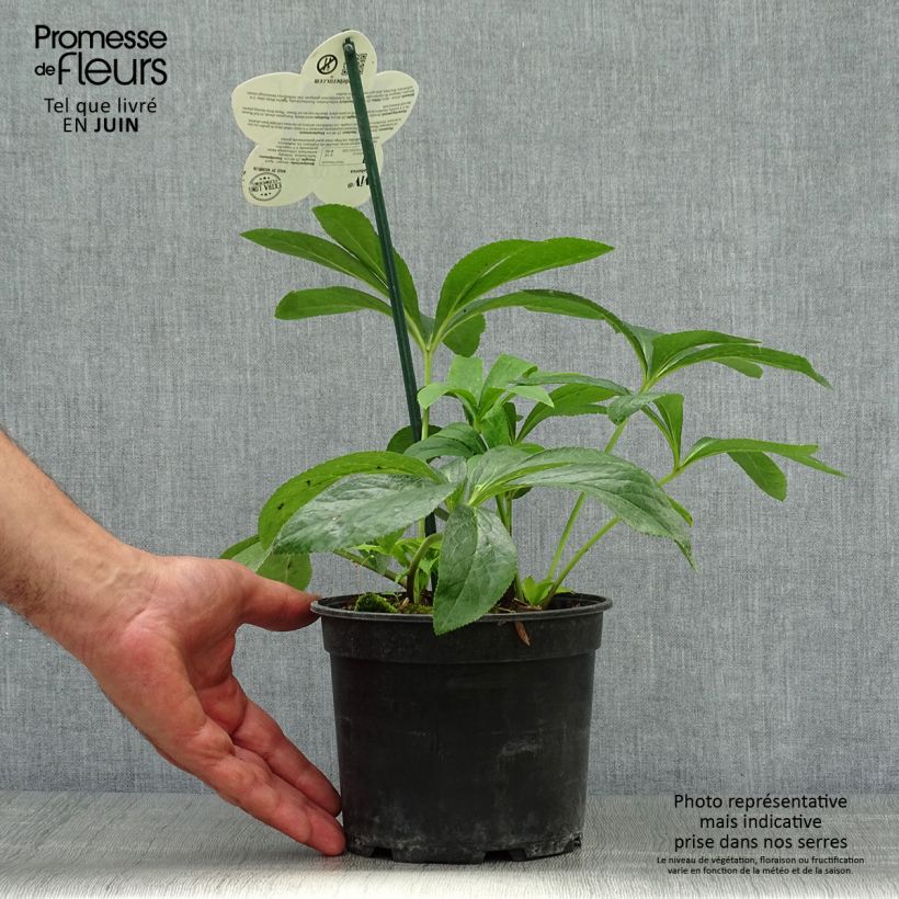 Helleborus hybridus ViV Patrizia 2L/3L pot sample as delivered in summer