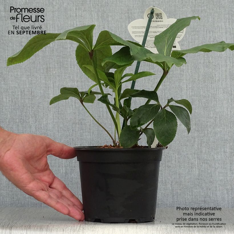Helleborus hybridus ViV Rosa 2L/3L pot sample as delivered in autumn