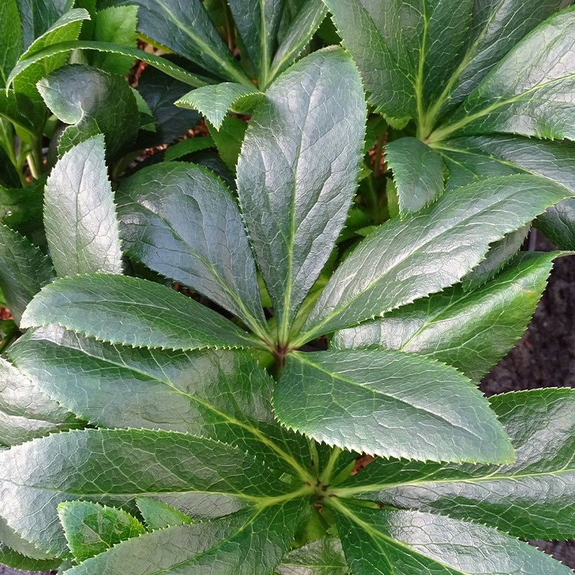 Helleborus hybridus ViV Teodora (Foliage)
