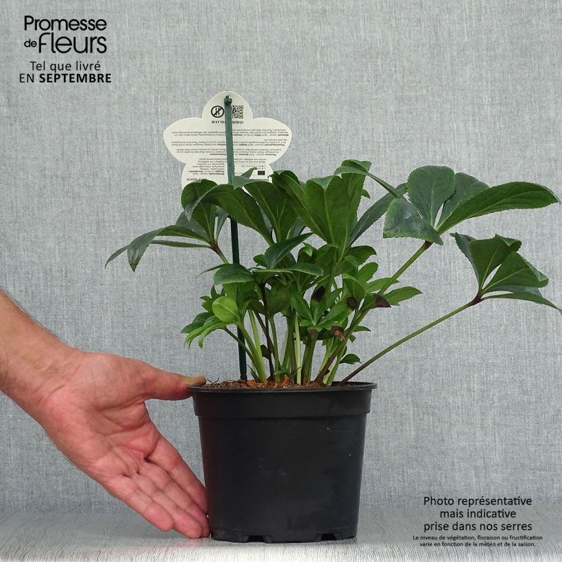 Helleborus hybridus ViV Teodora 2L/3L pot sample as delivered in autumn