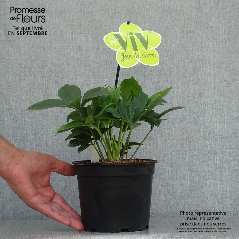 Helleborus hybridus ViV Teresa 2L/3L pot sample as delivered in autumn