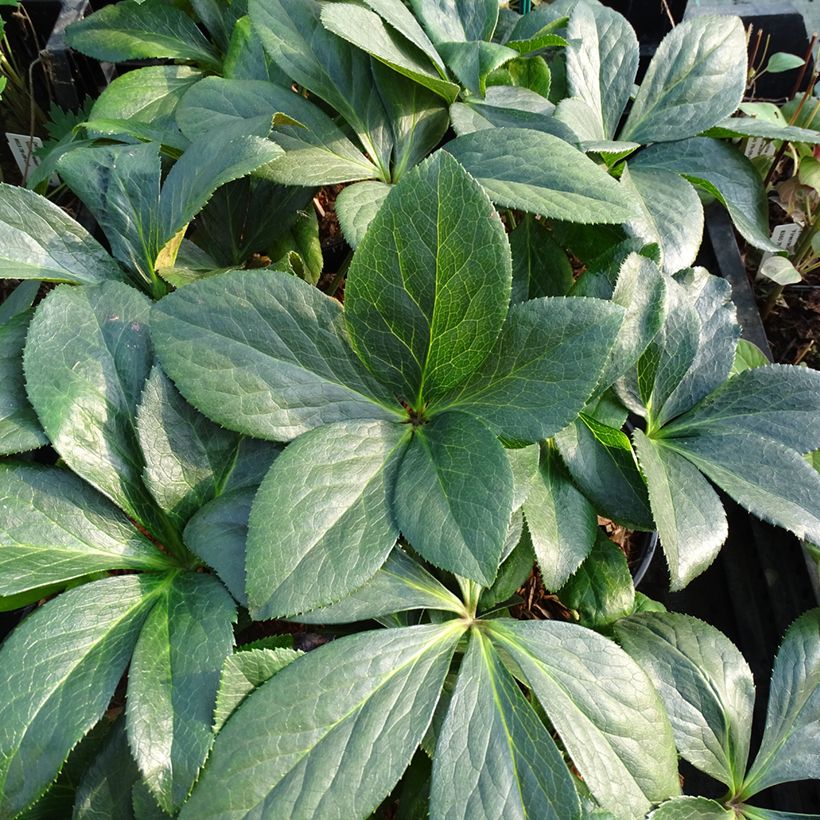 Helleborus hybridus ViV Valentina (Foliage)