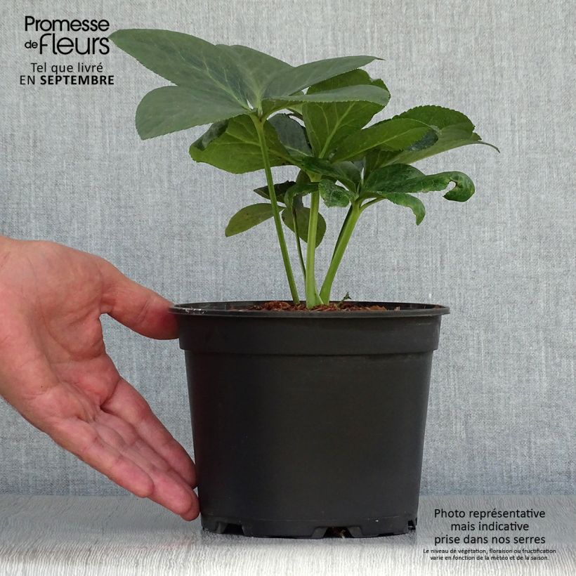 Helleborus hybridus ViV Valentina 2L/3L pot sample as delivered in autumn
