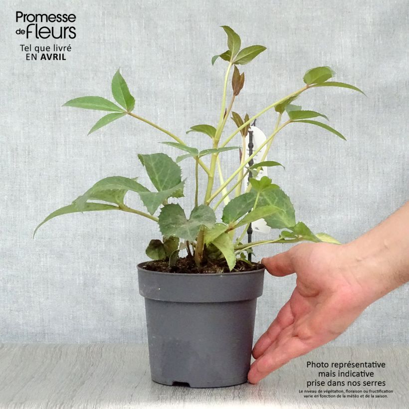 Helleborus sternii Boughton Beauty 1L/1.5L pot sample as delivered in spring