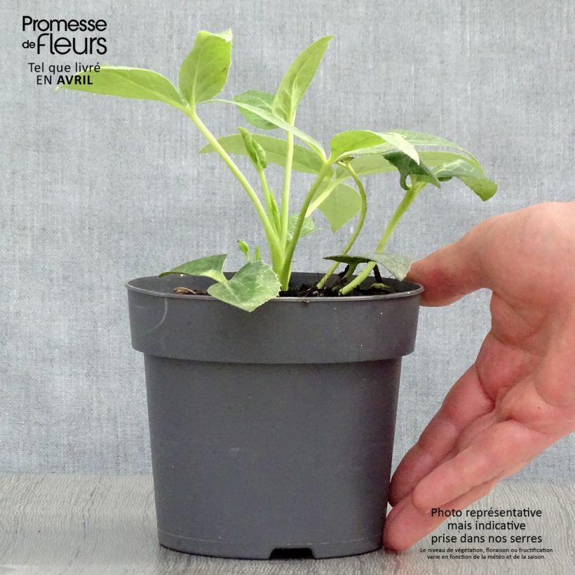 Helleborus sternii - Evergreen Helleborus 12cm pot sample as delivered in spring