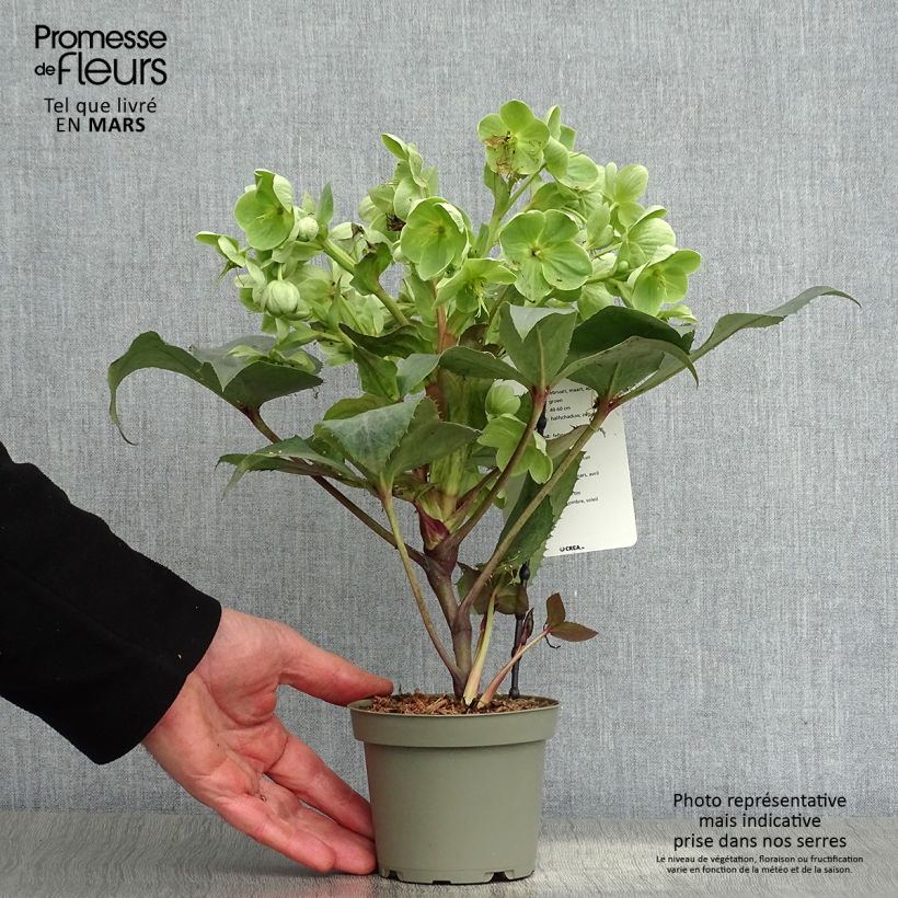 Helleborus sternii Remi 1L/1.5L pot sample as delivered in spring