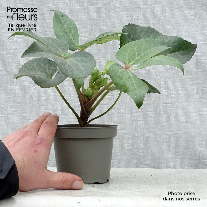 Helleborus sternii Remi 1L/1.5L pot sample as delivered in winter