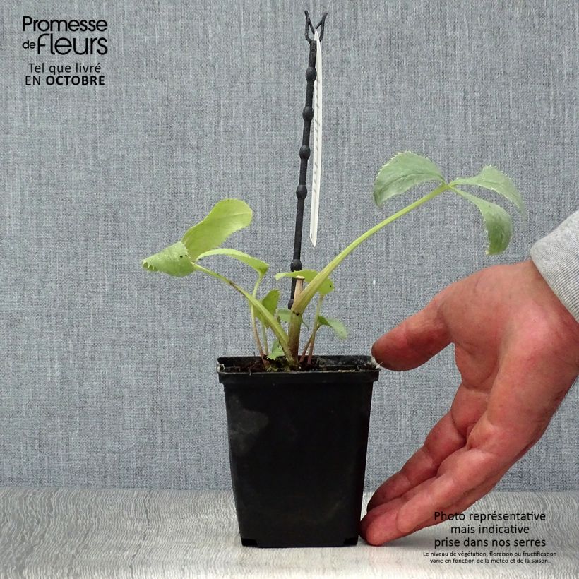 Helleborus sternii Remi 12cm pot sample as delivered in autumn