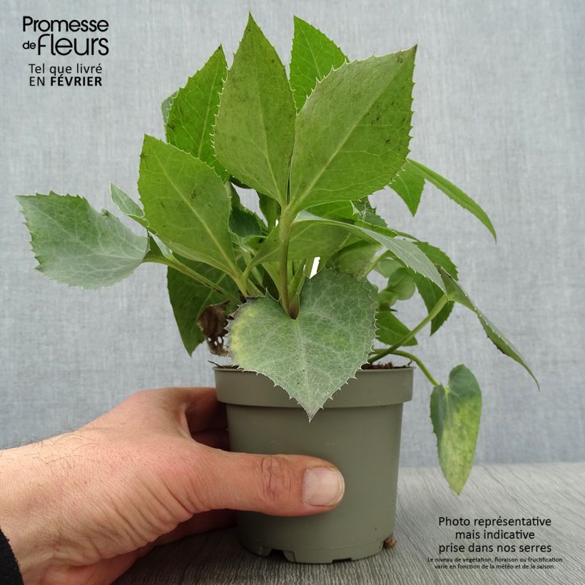Helleborus sternii Remi 12cm pot sample as delivered in winter