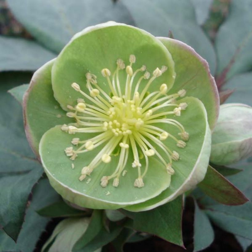 Helleborus sternii Grey Star - Sterns Hellebore (Flowering)
