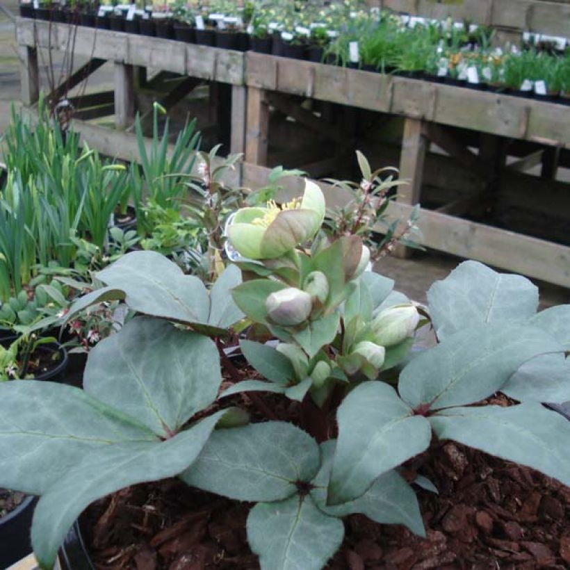 Helleborus sternii Grey Star - Sterns Hellebore (Plant habit)