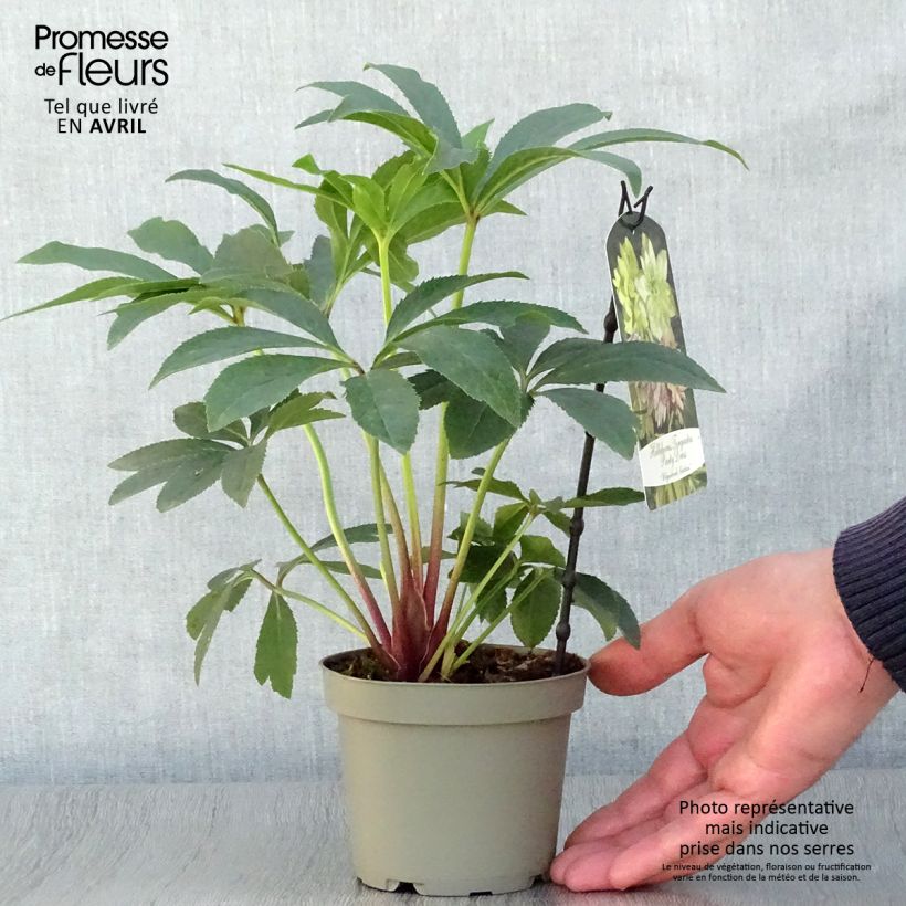 Helleborus torquatus Party Dress Hybrid 12cm pot sample as delivered in spring