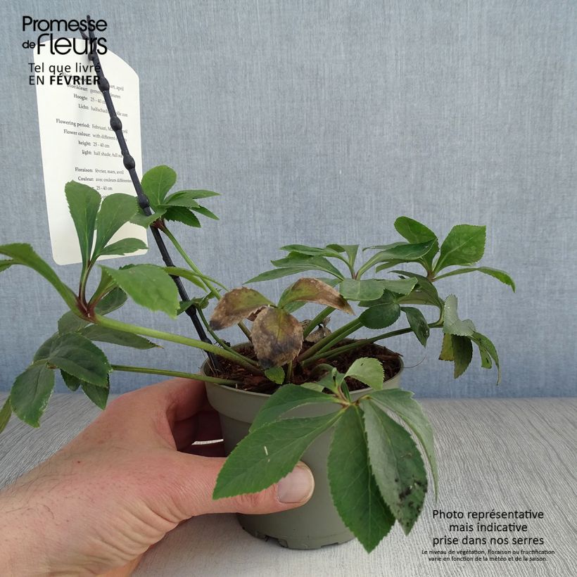 Helleborus torquatus Party Dress Hybrid 1L/1.5L pot sample as delivered in winter