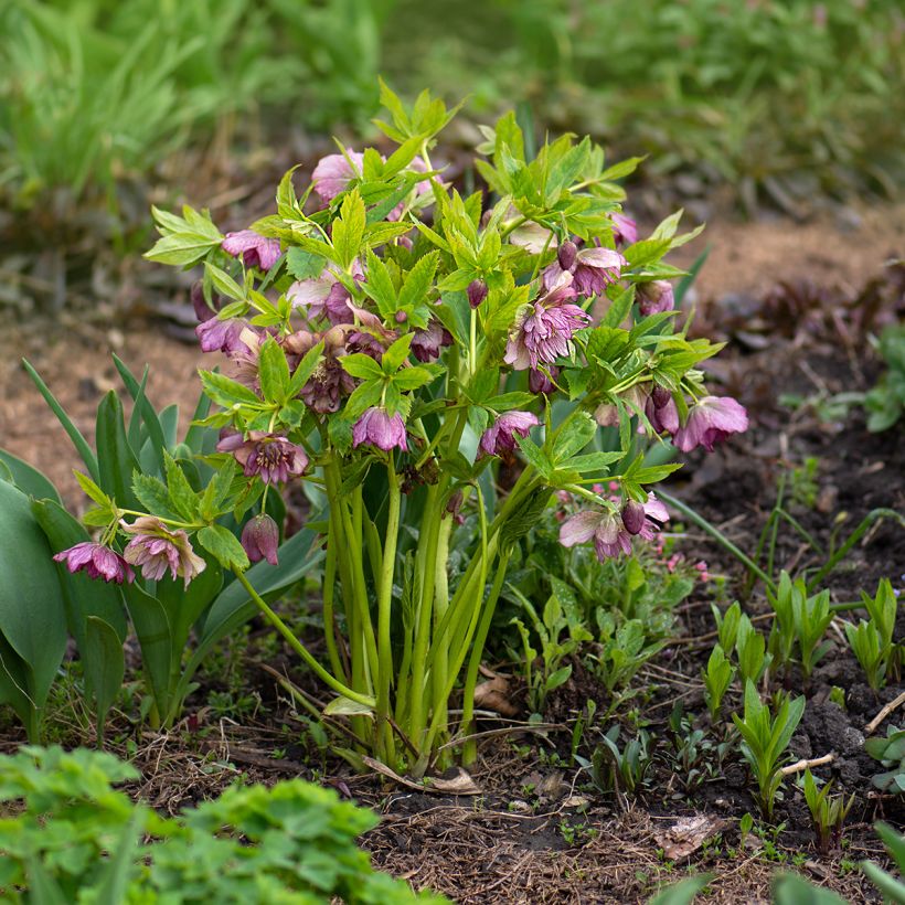 Helleborus torquatus Party Dress Hybrid (Plant habit)
