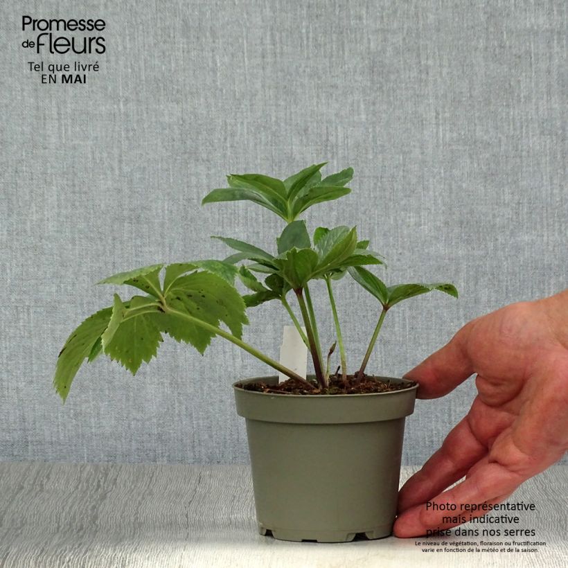 Helleborus torquatus 12cm pot sample as delivered in spring