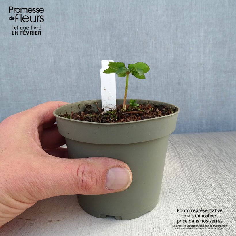 Helleborus torquatus 1L/1.5L pot sample as delivered in winter