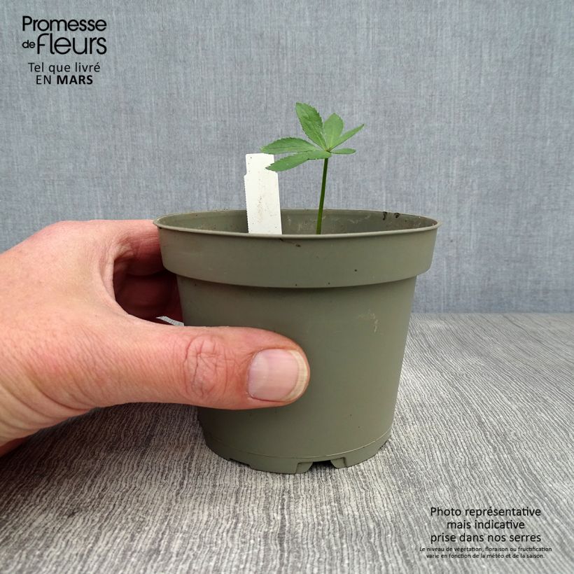 Helleborus torquatus 1L/1.5L pot sample as delivered in spring