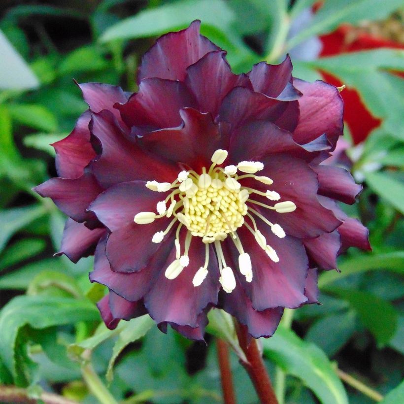 Helleborus hybridus Luisa (Flowering)