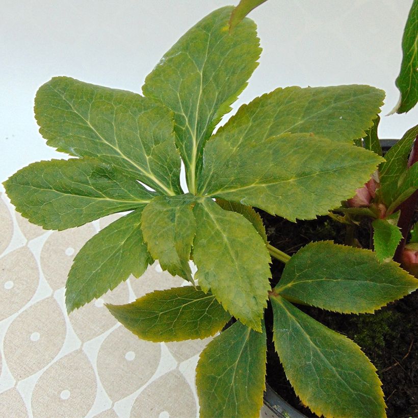 Helleborus hybridus Magic Apricot guttatus (Foliage)