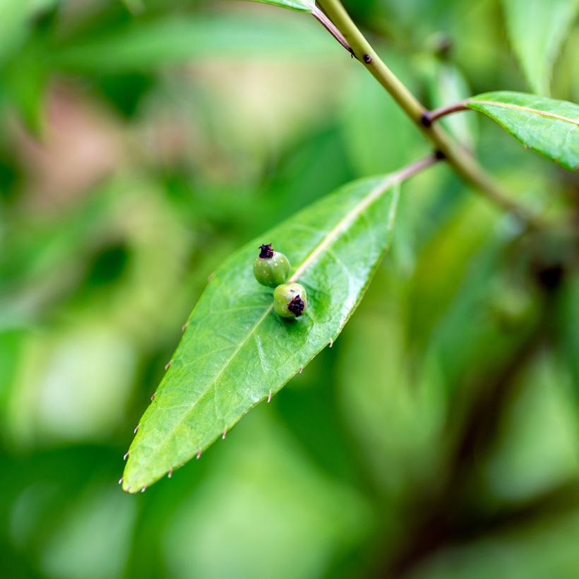 Helwingia himalaica (Foliage)