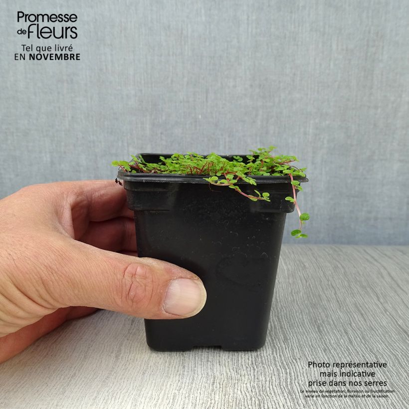 Helxine soleirolii - Corsican Creeper 7/8 cm pot sample as delivered in autumn