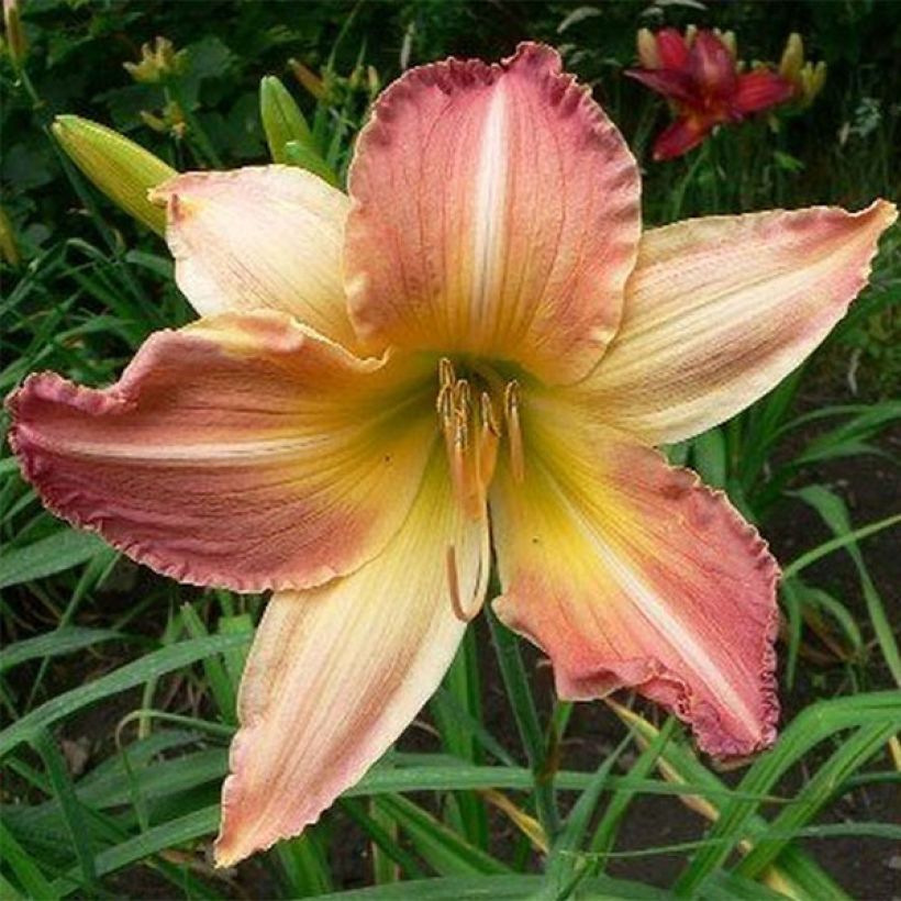 Hemerocallis Abstract Art - Daylily (Flowering)