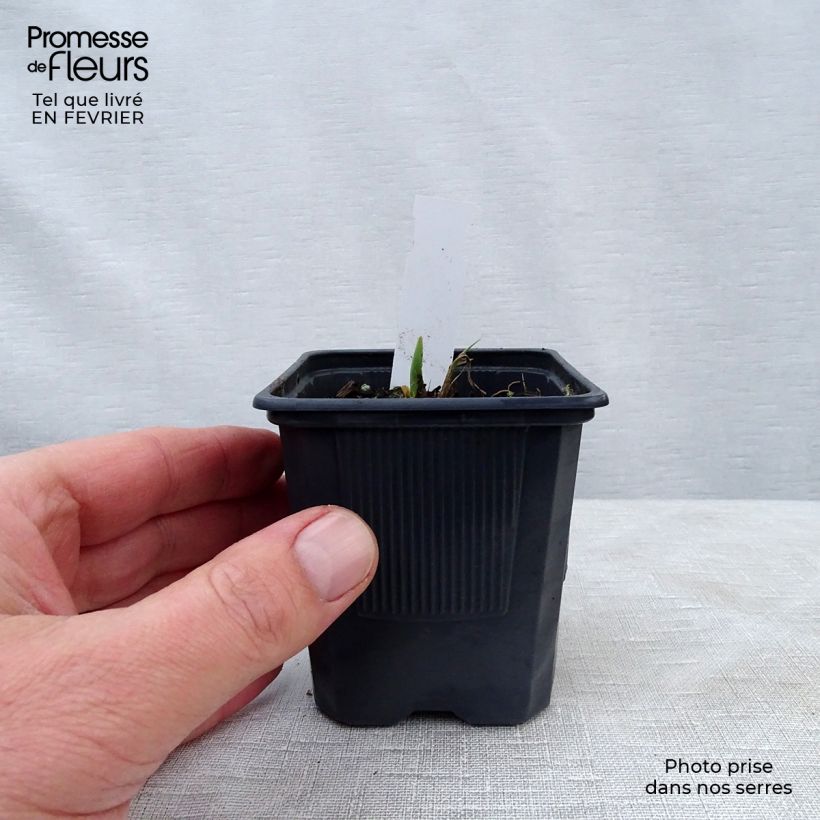 Hemerocallis Alice in Wonderland - Daylily 8/9 cm pot sample as delivered in winter