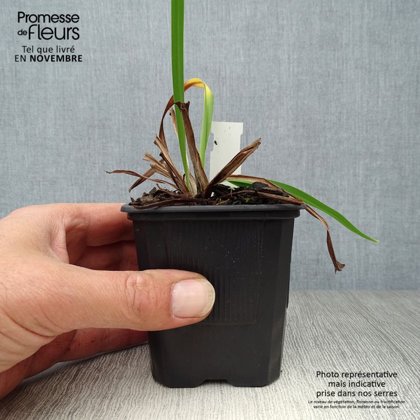 Hemerocallis Alice in Wonderland - Daylily 8/9 cm pot sample as delivered in autumn