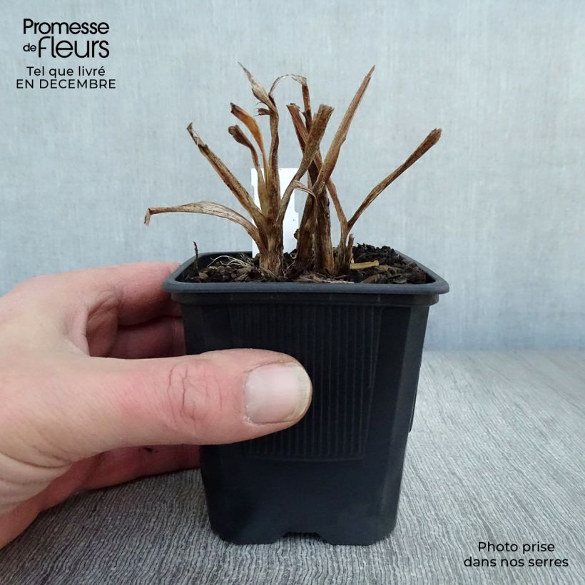 Hemerocallis American Revolution - Daylily 8/9 cm pot sample as delivered in winter