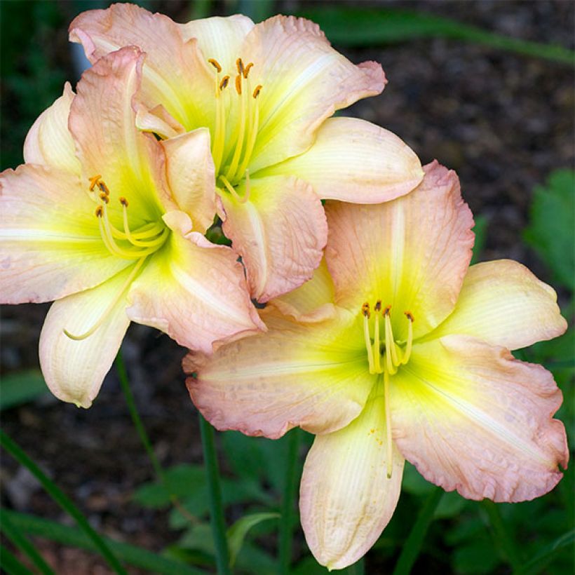 Hemerocallis Amy Stewart - Daylily (Flowering)