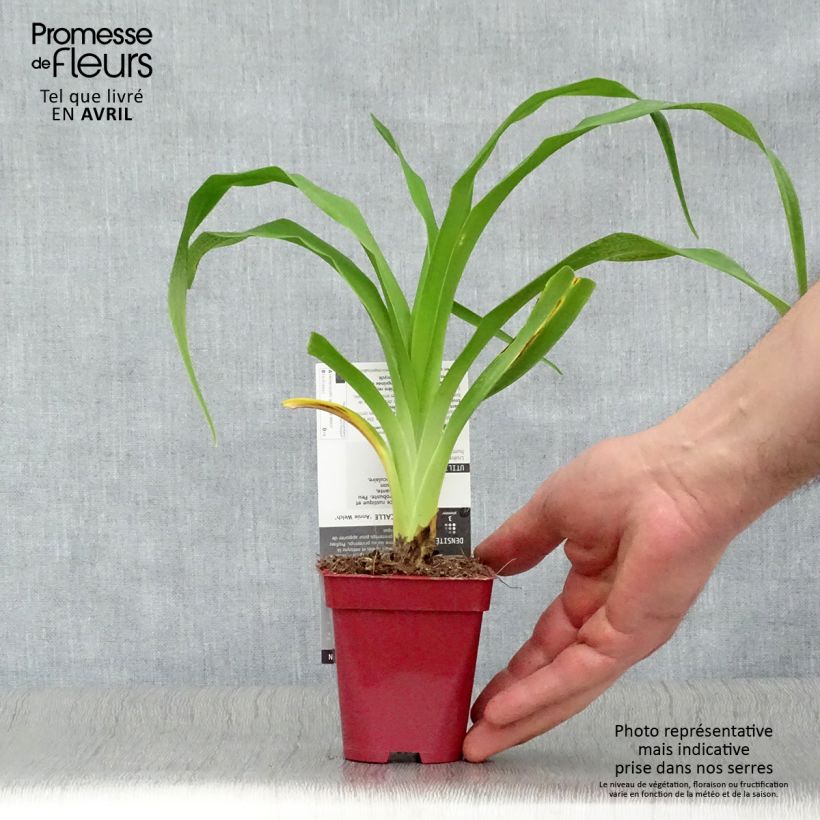 Hemerocallis Annie Welch - Daylily 7/8 cm pot sample as delivered in spring