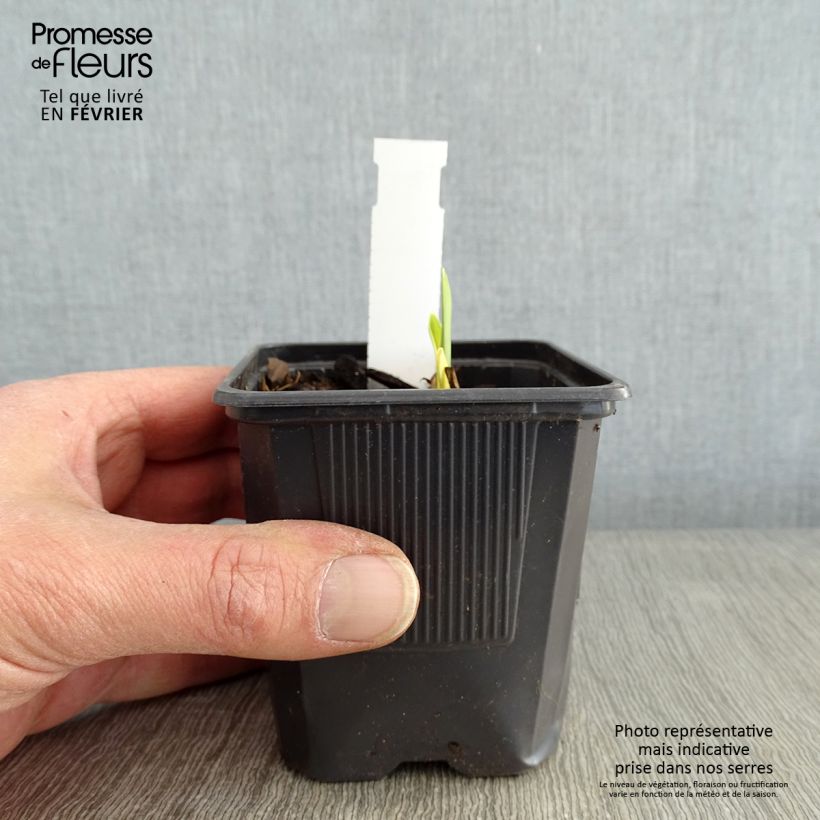 Hemerocallis Apricot Beauty - Daylily 8/9 cm pot sample as delivered in winter