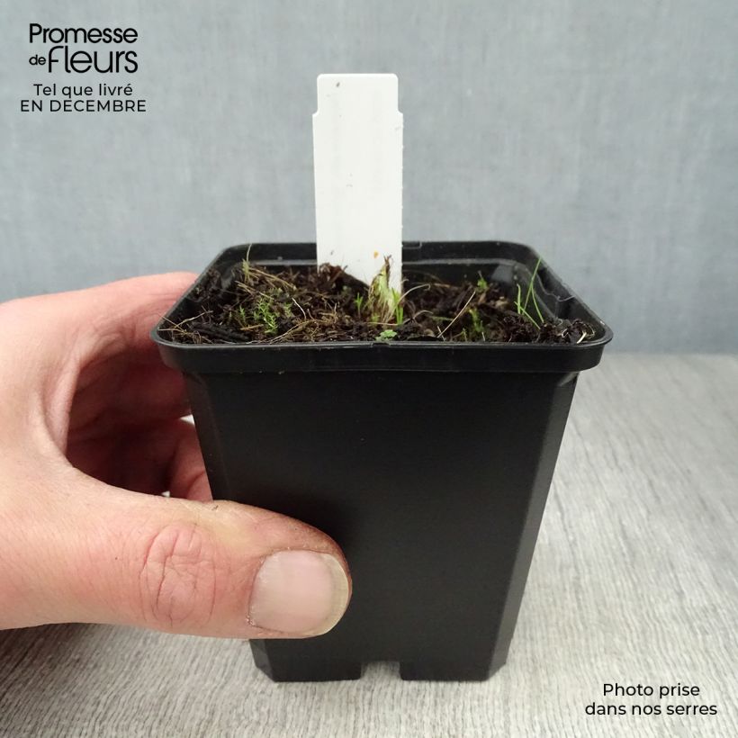 Hemerocallis Arctic Snow - Daylily 8/9 cm pot sample as delivered in winter