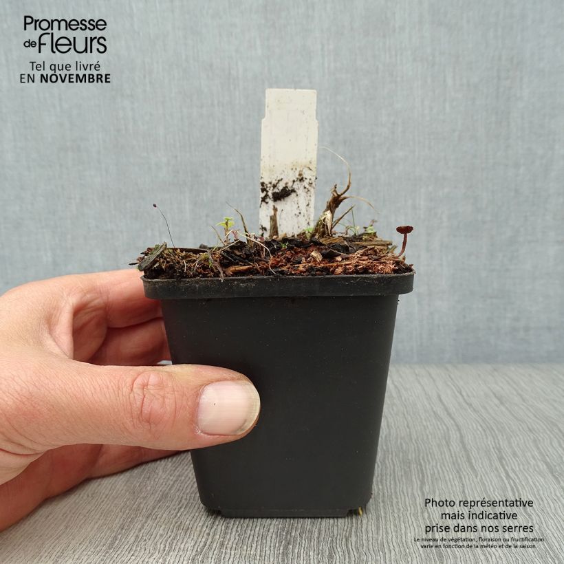 Hemerocallis Arctic Snow - Daylily 8/9 cm pot sample as delivered in autumn