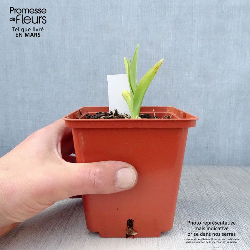 Hemerocallis Barbara Mitchell - Daylily 1L/1.5L pot sample as delivered in spring