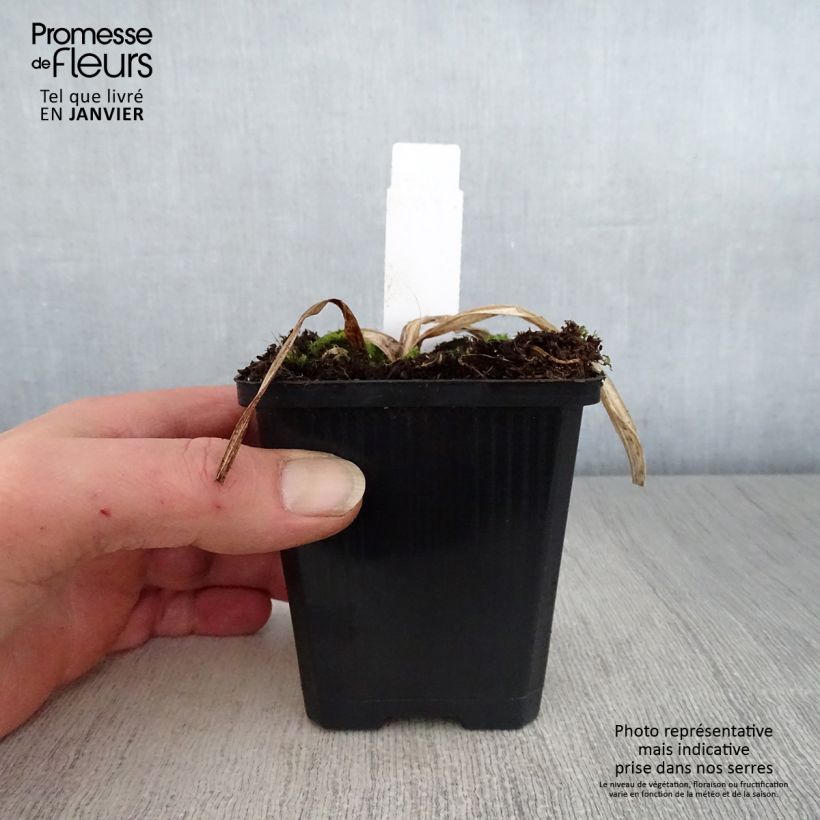 Hemerocallis Bela Lugosi - Daylily 1L/1.5L pot sample as delivered in winter