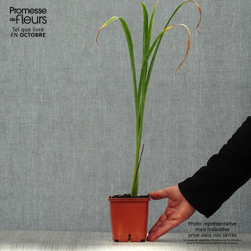 Hemerocallis Bela Lugosi - Daylily 1L/1.5L pot sample as delivered in autumn