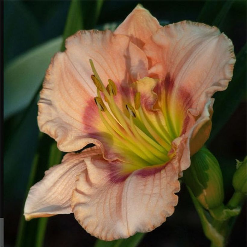 Hemerocallis Bette Davis Eyes - Daylily (Flowering)