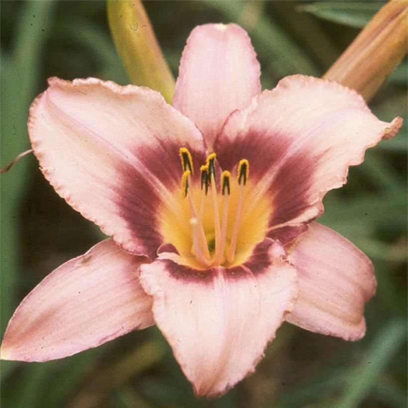 Hemerocallis Bishop Crest - Daylily (Flowering)