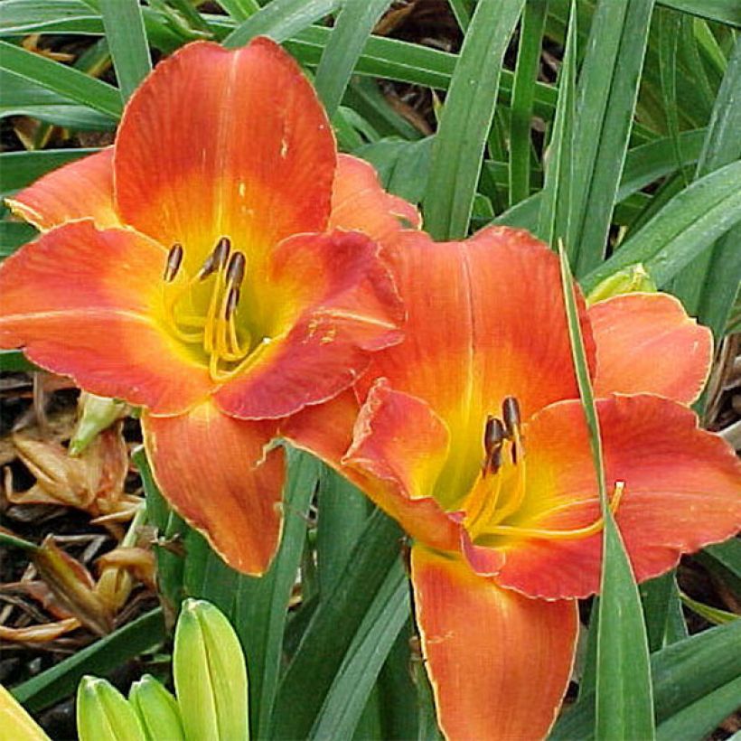 Hemerocallis Bittersweet Holiday - Daylily (Flowering)