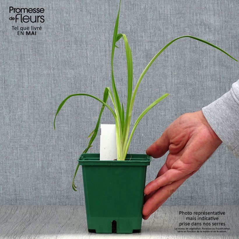 Hemerocallis Black Eyed Susan - Daylily 1L/1.5L pot sample as delivered in spring