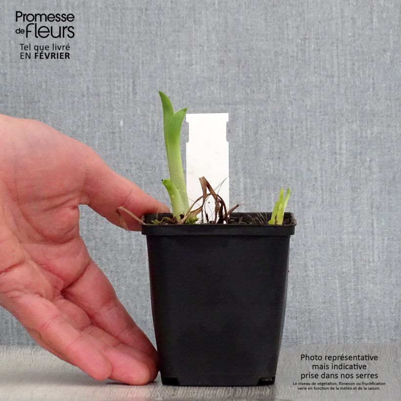 Hemerocallis Black Prince - Daylily 8/9 cm pot sample as delivered in winter