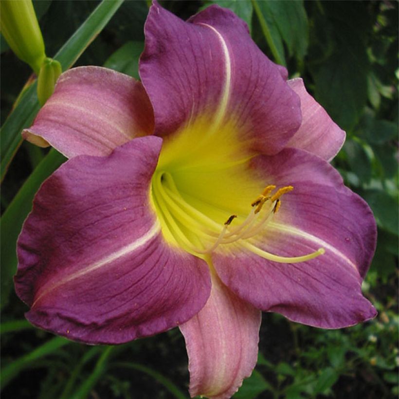 Hemerocallis Blue Sheen - Daylily (Flowering)