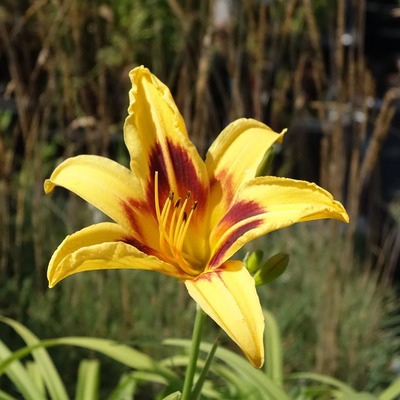 Hemerocallis Bonanza - Daylily (Flowering)